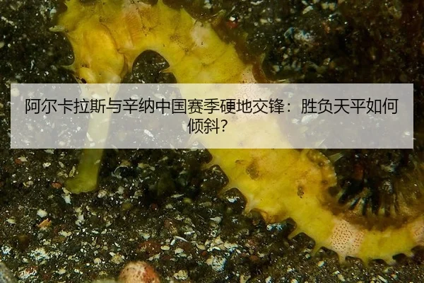 阿尔卡拉斯与辛纳中国赛季硬地交锋：胜负天平如何倾斜？